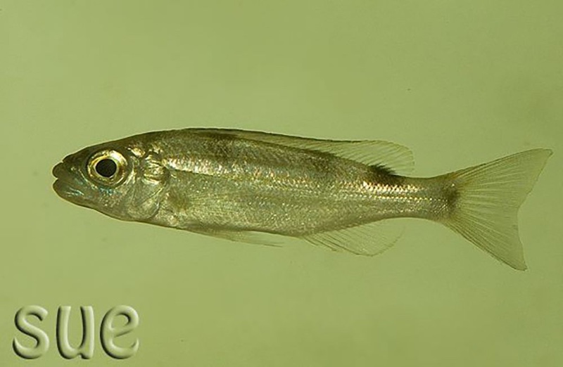 Perissodus paradoxus 'Chituta Bay'